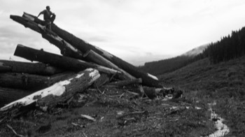  Clear cut trash 
