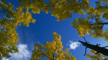  Fall colours 