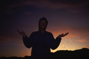  Happy bug man Sandy Briggs 