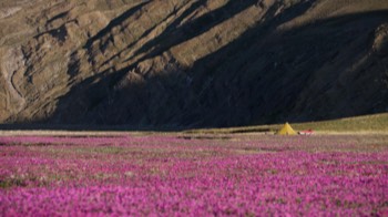  Fireweed flats 