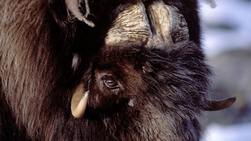  Bull muskox - long lens 