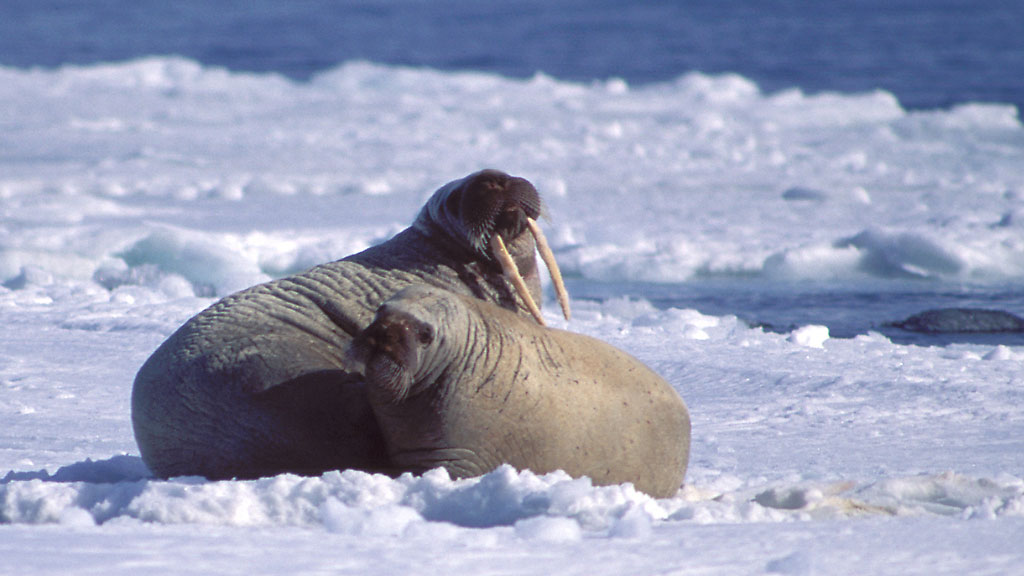  Walrus on ice floe 